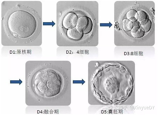 陕西省哪个医院做供卵赠卵试管自怀好