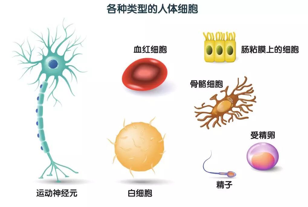 高危hpv16阳性做供卵试管代怀可以生孩子吗