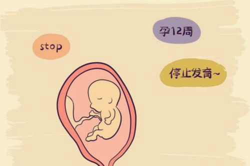 婴儿供卵做试管的费用大概多少钱