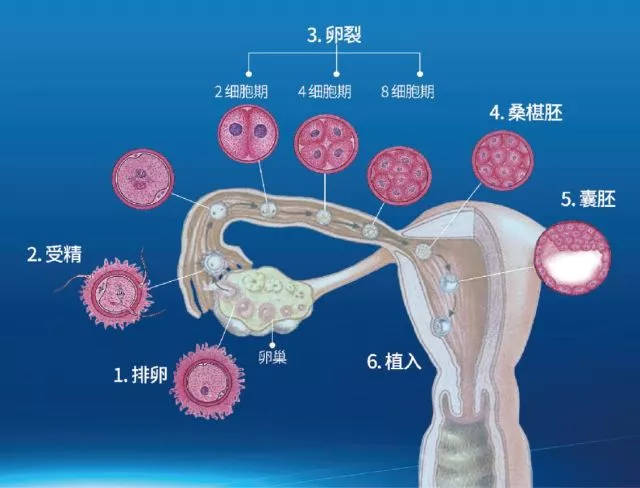 青岛赠卵试管婴儿纳入医保了吗