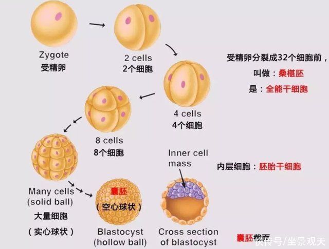 做供卵试管婴儿有什么后遗症吗