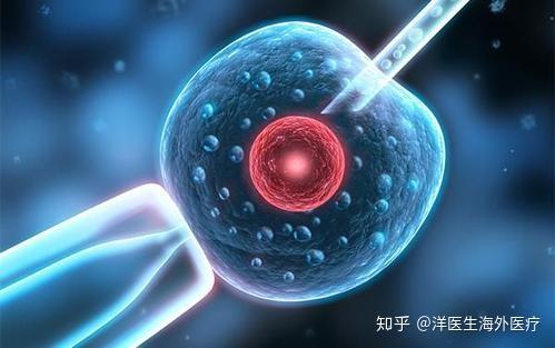 国内第三代做借卵试管的成功率