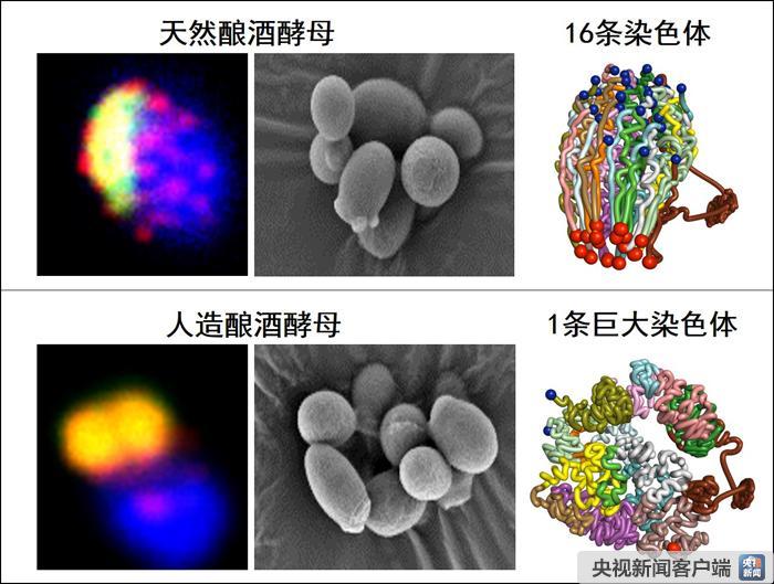 子宫试管代怀打促排卵针期间可以吃大蒜嘛