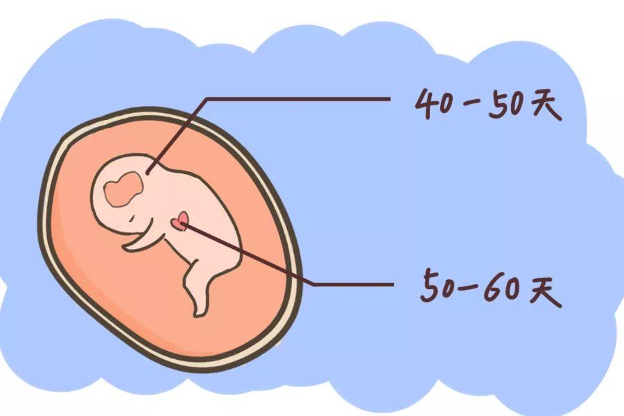 那么排出的卵子去哪里了呢