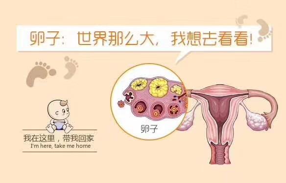 40岁做试管成功率大吗？做好这些工作很重要